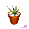 Clay Pot