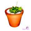 Clay Pot