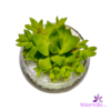 Haworthia Retusa Star Cactus