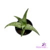 Haworthia