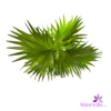 Livistonia