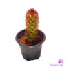 Mammillaria elongata - Red