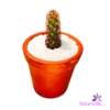 Clay Pot