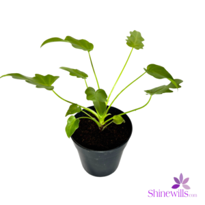 Philodendron Golden Xanadu