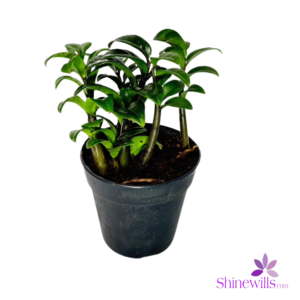 Zamia Mini (Lucky Plant)