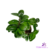Zamia Mini (Lucky Plant)