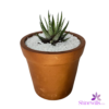 Clay Pot