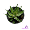 Zebra Cactus