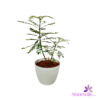 White Pot