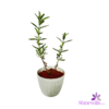 White Pot