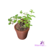 Clay Pot