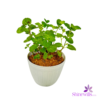 White Pot