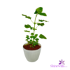White Pot