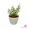 White Pot