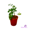 Clay Pot