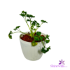 White Pot