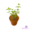 Clay Pot