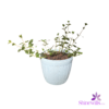 White Pot