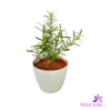 White Pot
