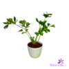 White Pot