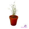 Clay Pot