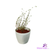White Pot