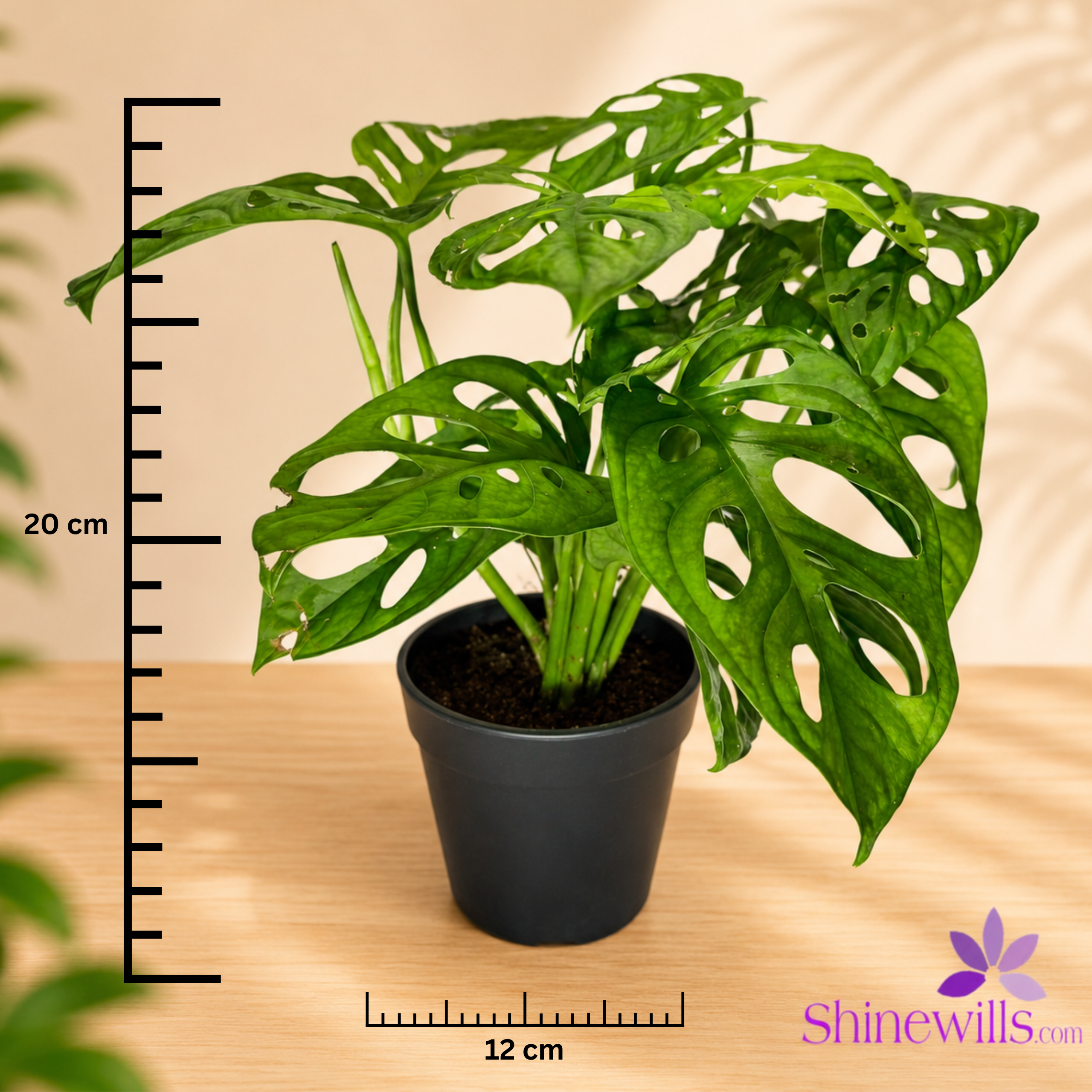 Monstera Adansonii (Swiss Cheese Vine) - Image 3