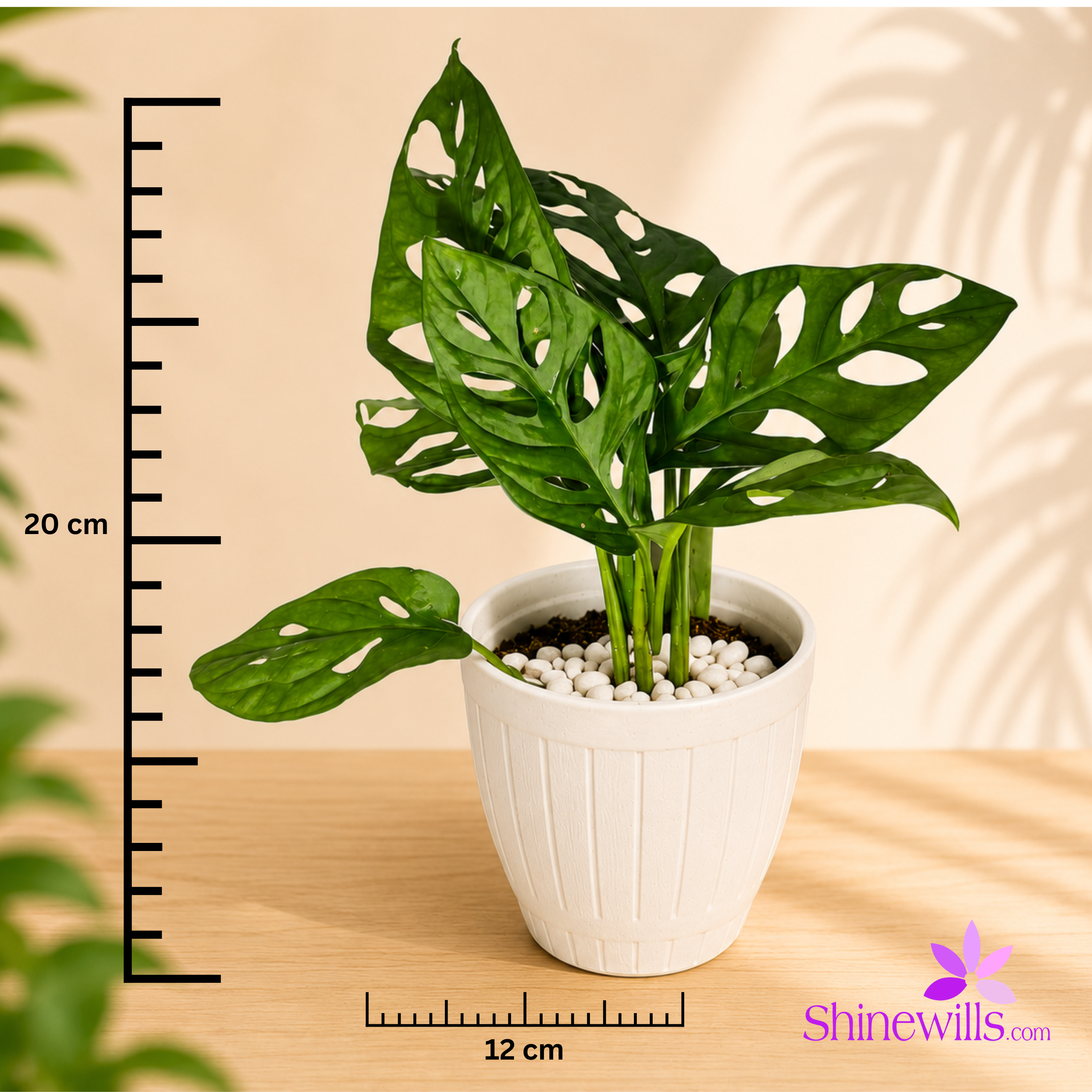 Monstera Adansonii (Swiss Cheese Vine) - Image 4