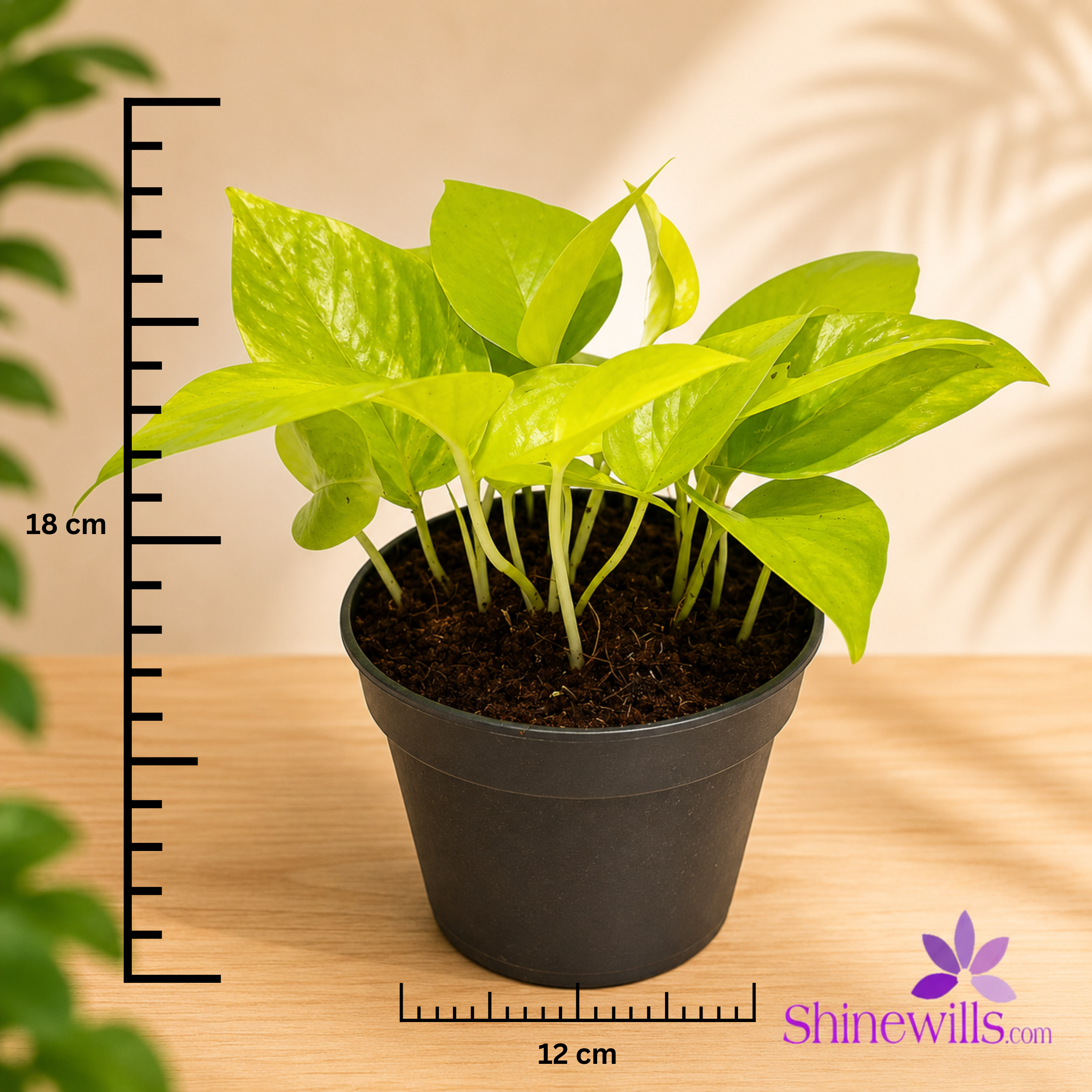 Lemon Lime (Neon Pothos) - Image 3