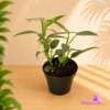 Black Plastic Pot (Standard Pot)