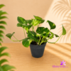 Black Plastic Pot (Standard Pot)