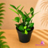 Black Plastic Pot (Standard Pot)