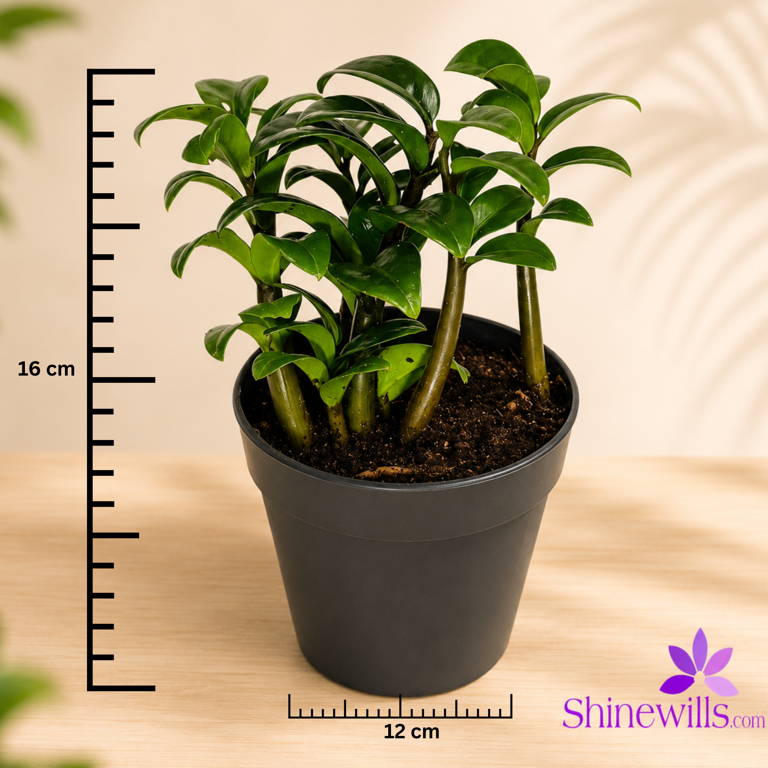 Mini Zamia (ZZ Plant) - Image 3