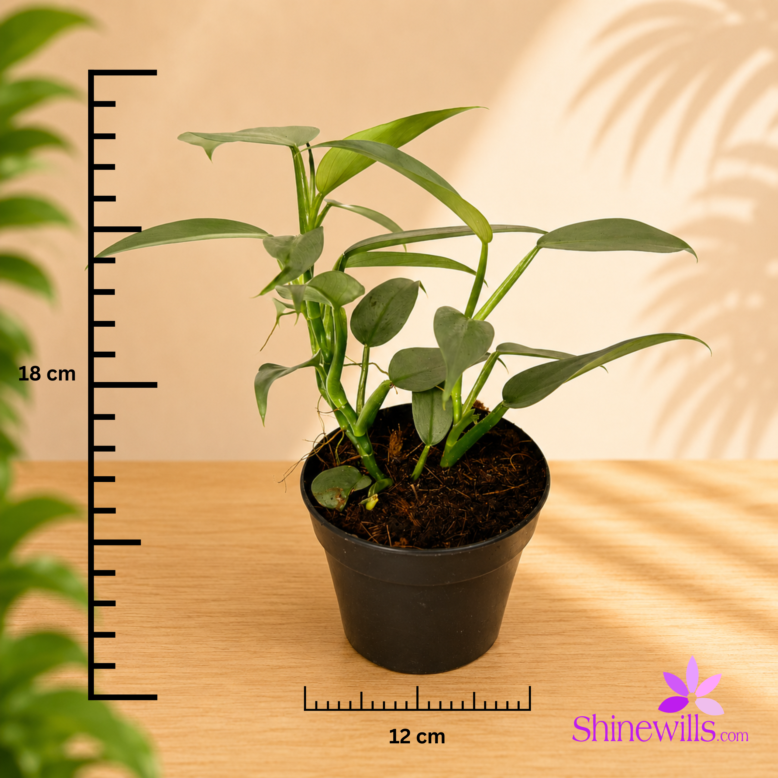 Philodendron Grey "Silver Sword) - Image 2