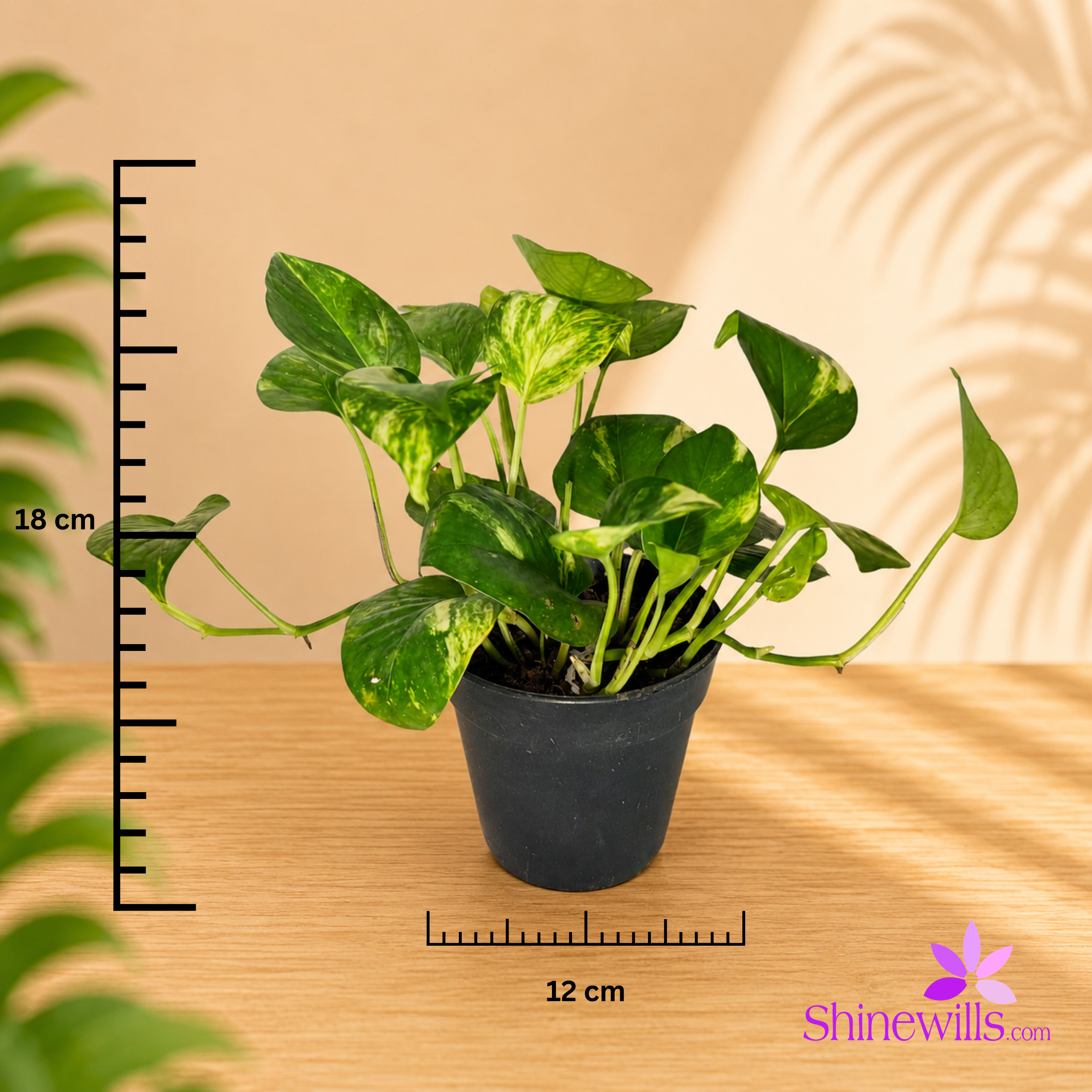 Golden Pothos (Money Plant) - Image 3