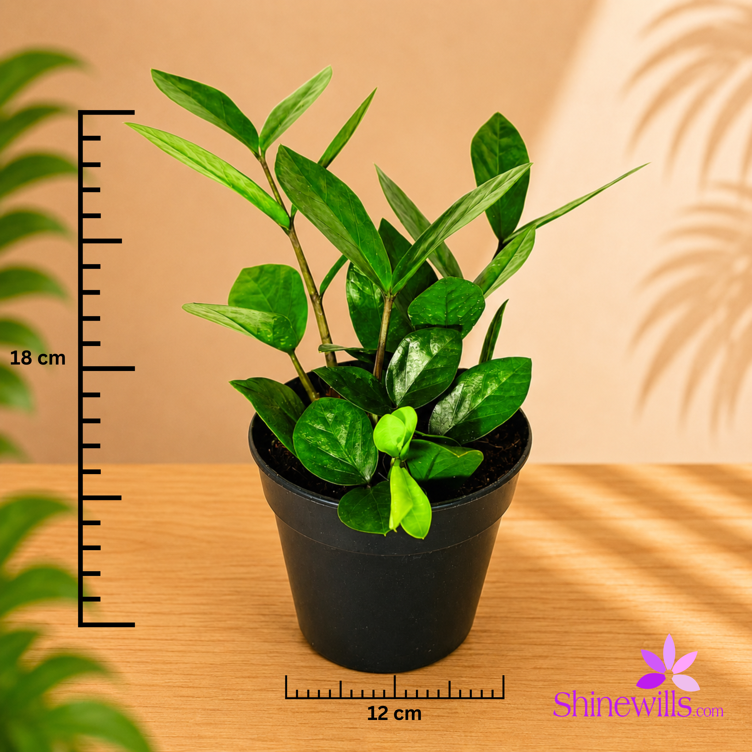 ZZ Plant (Zamia) - Image 2