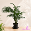 Cane Palm (Areca Palm) - Large