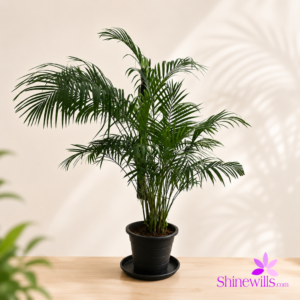 Cane Palm (Areca Palm)