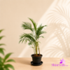Cane Palm (Areca Palm) - Medium