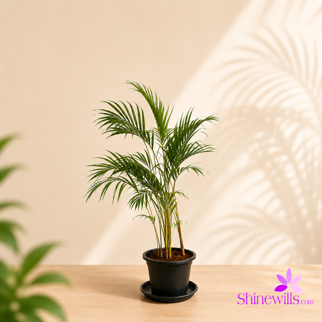 Cane Palm (Areca Palm) - Image 2