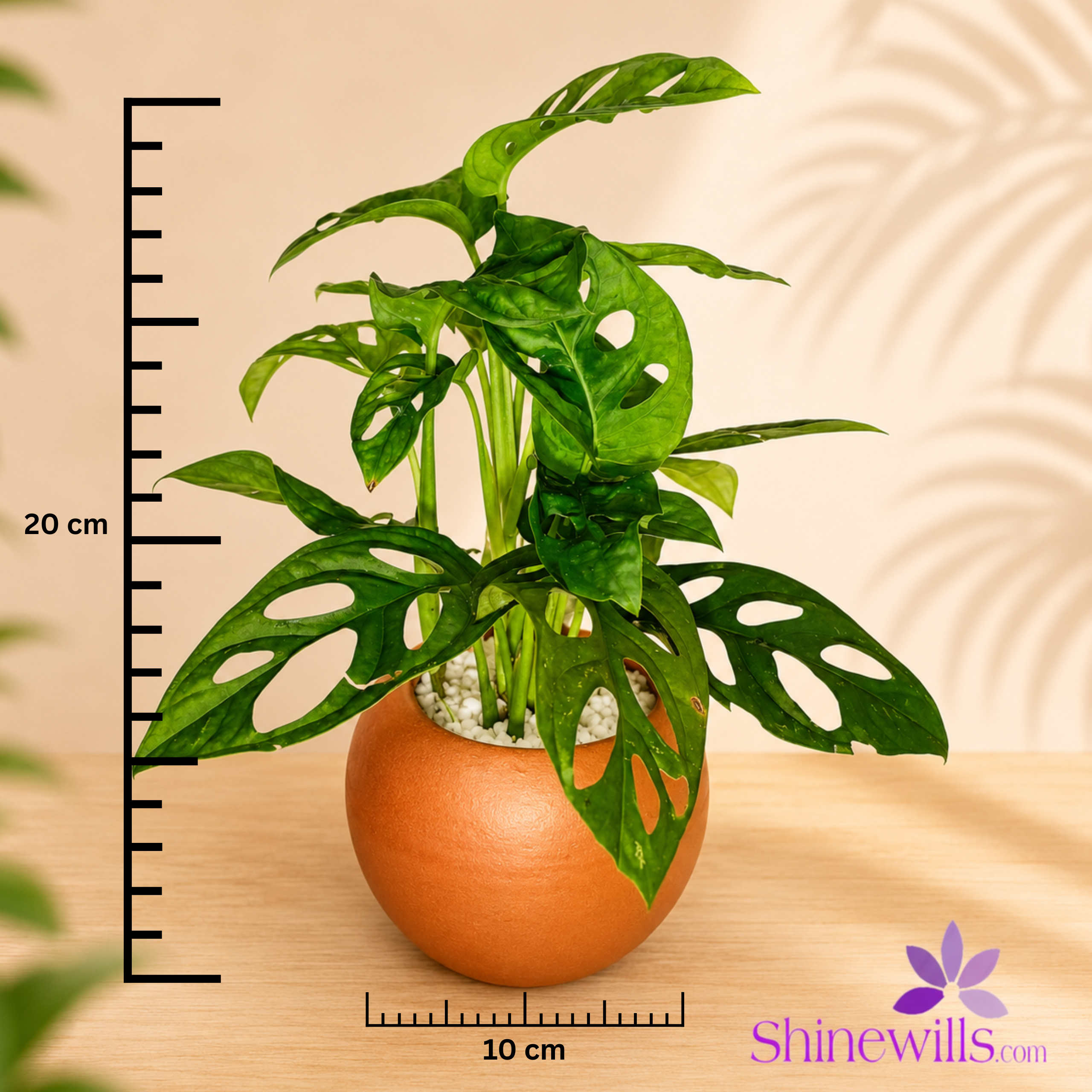 Monstera Adansonii (Swiss Cheese Vine) - Image 2