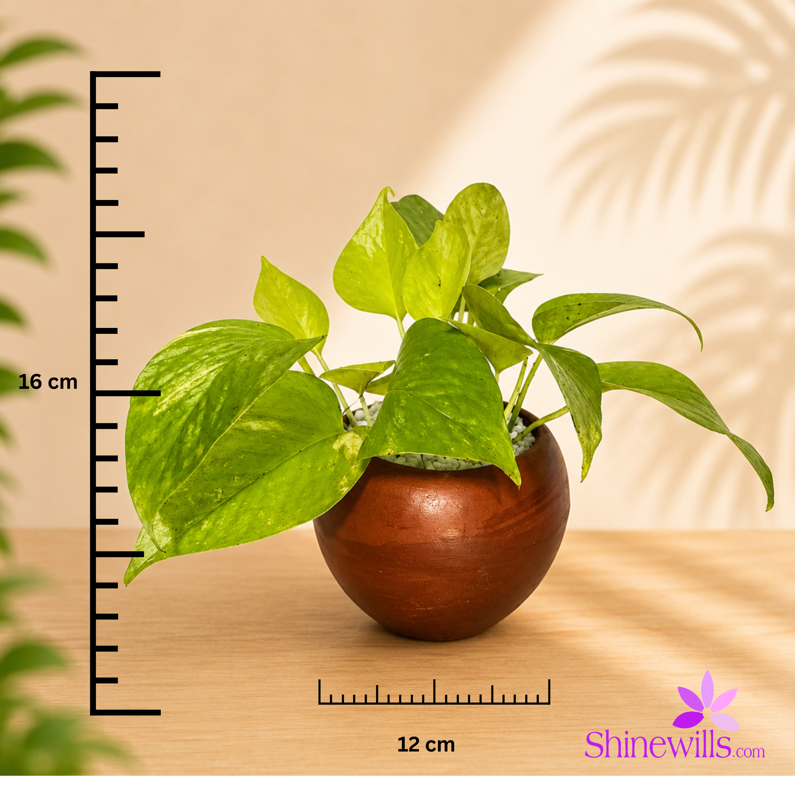 Lemon Lime (Neon Pothos) - Image 2