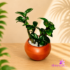 Clay Pot