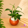Clay Pot