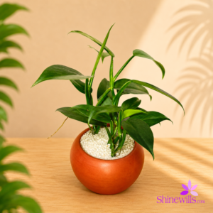 Philodendron Grey "Silver Sword)