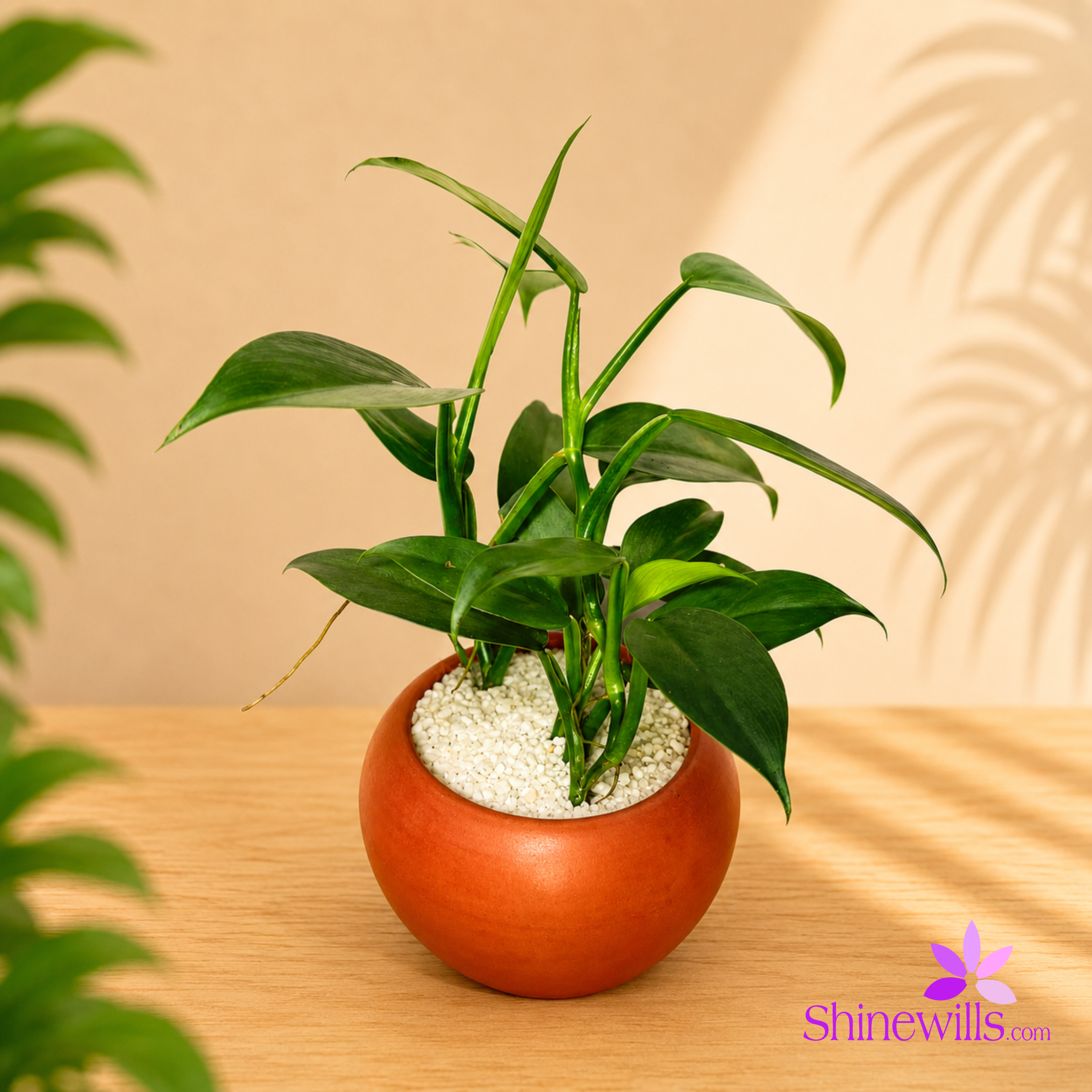 Philodendron Grey "Silver Sword)