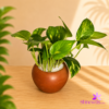 Clay Pot