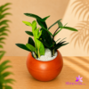 Clay Pot