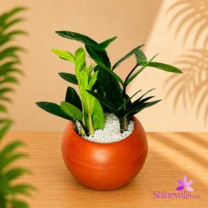 ZZ Plant (Zamia)