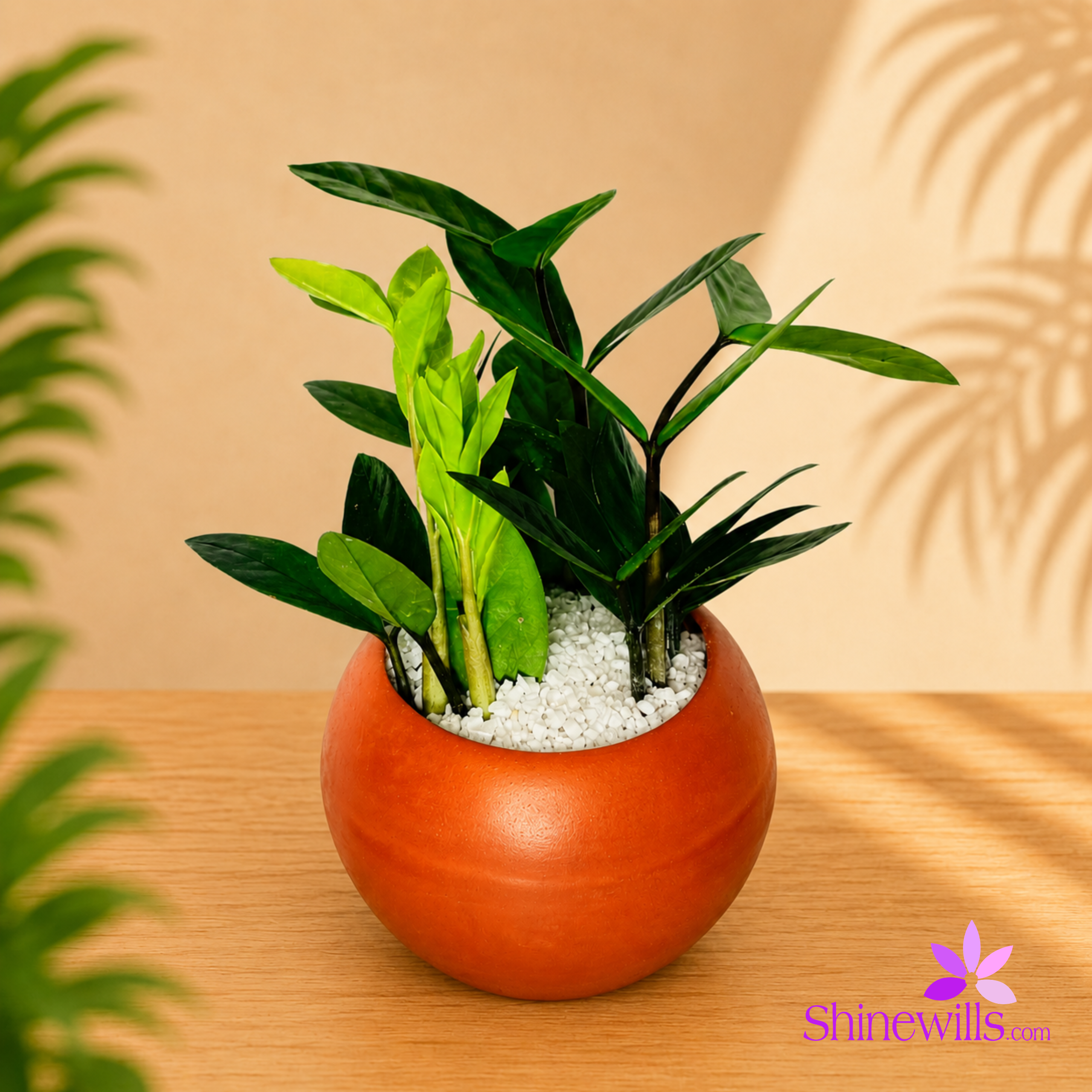ZZ Plant (Zamia)